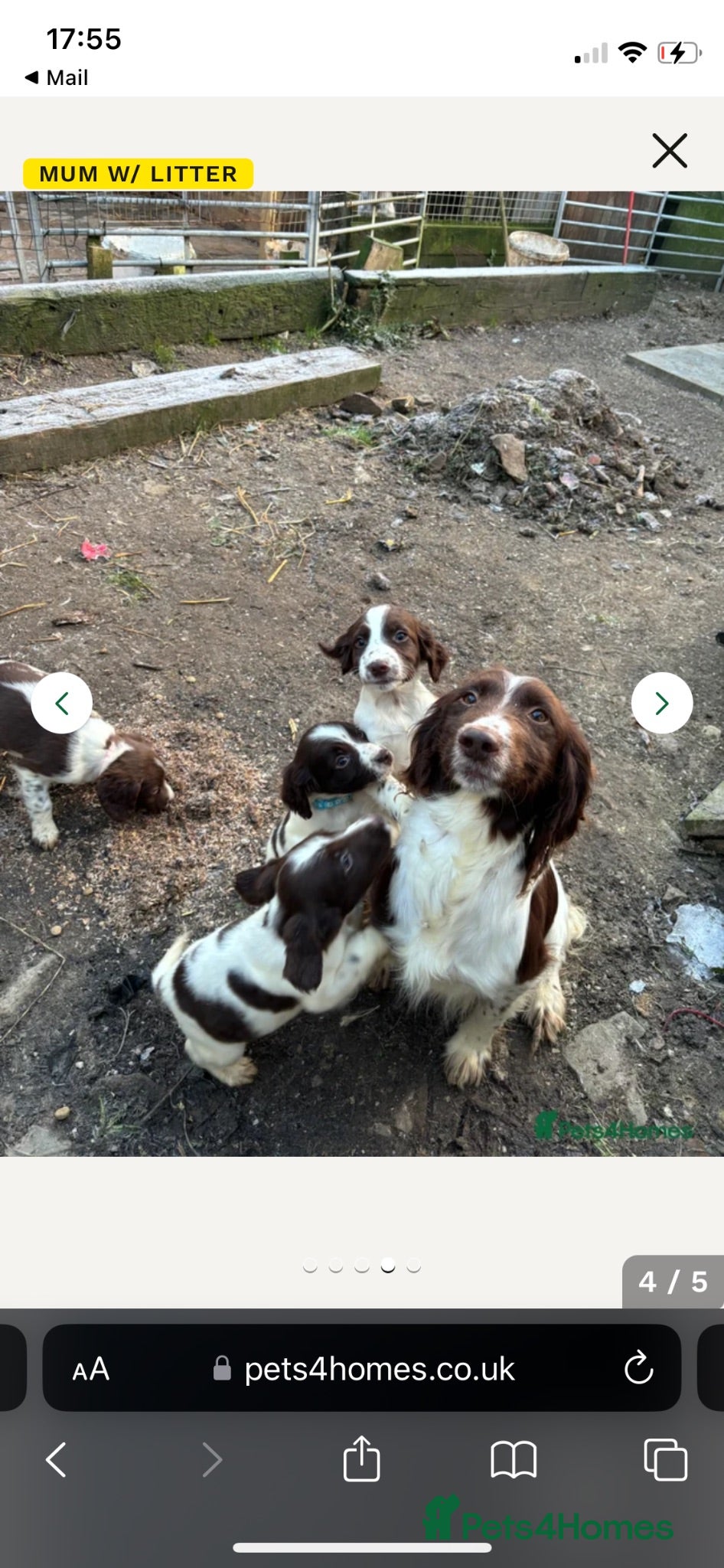 English Springer Spaniel dogs 9 month old female springer spaniel puppy - Advert 2