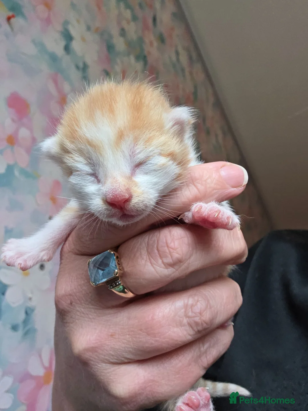 Mixed Breed cats for sale: Gorgeous kittens available  - Advert 2