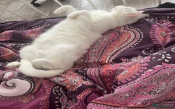 Domestic Shorthair cats for sale: Female cat looking for forever home  - Image 4