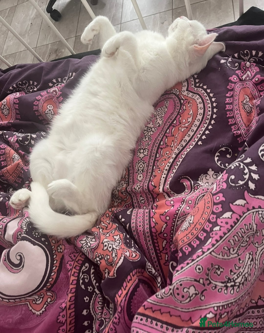 Domestic Shorthair cats for sale: Female cat looking for forever home  - Image 4