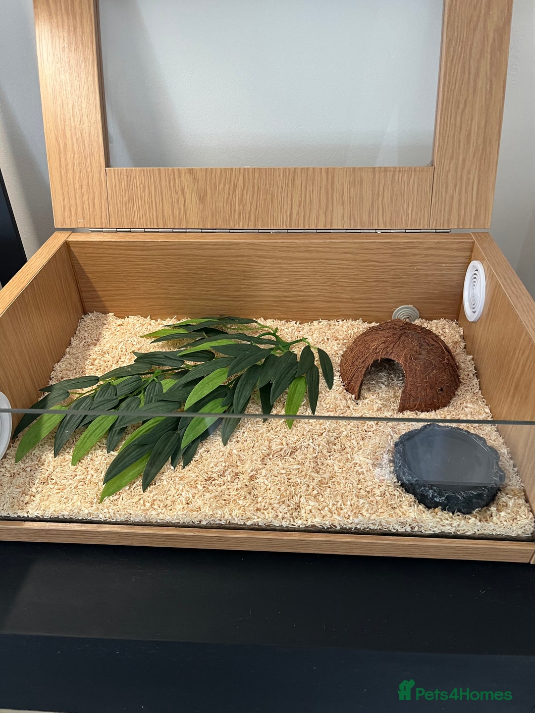 Corn Snake reptiles for sale: Two corn snakes for sale  - Image 7