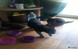 British Shorthair cats for sale: 2 cats seeking rehoming  - Image 4