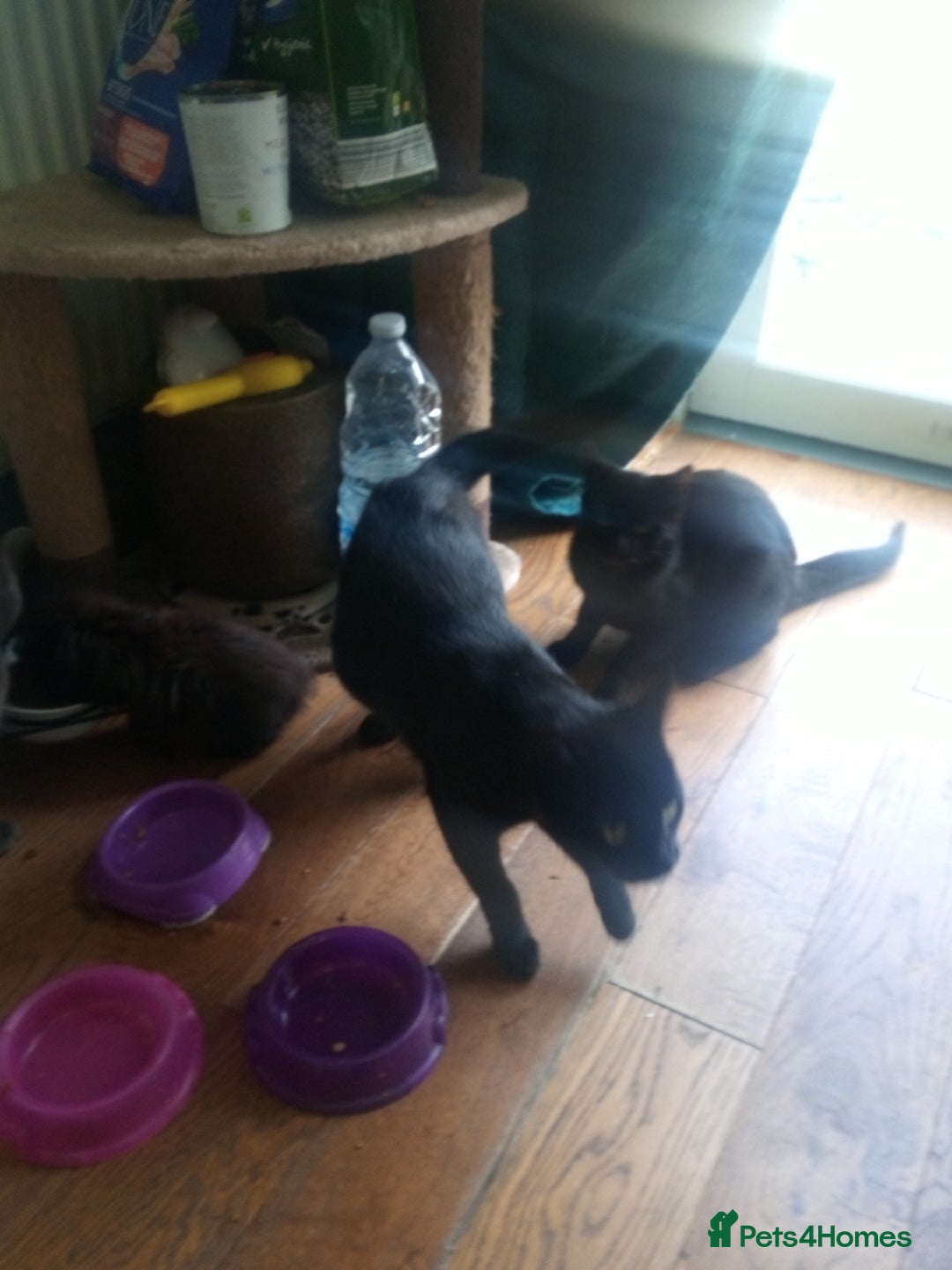 British Shorthair cats for sale: 2 cats seeking rehoming  - Image 4