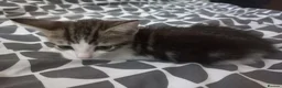 Mixed Breed cats for sale: Kitten for sale  - Advert 28