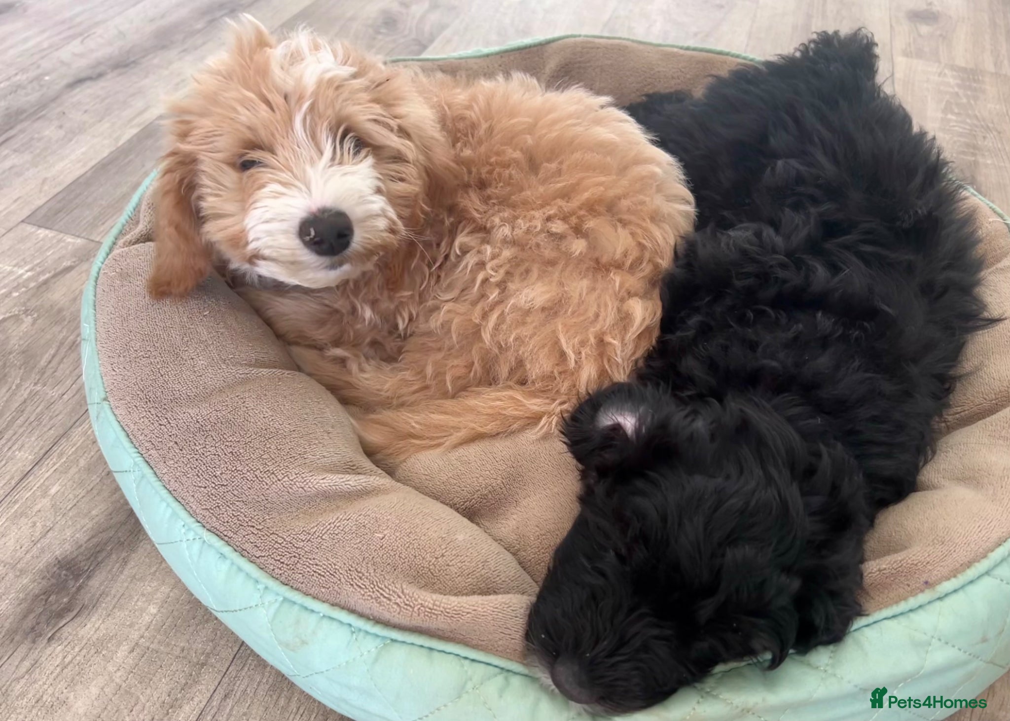 Bordoodle dogs Stunning F1b Bordoodle Puppies - Advert 1