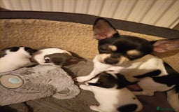 Chihuahua dogs for sale: KC Chihuahua puppies  - Image 2