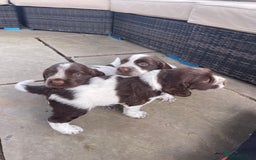 Sprocker dogs for sale: Sprocker Spaniel Puppies - Image 7