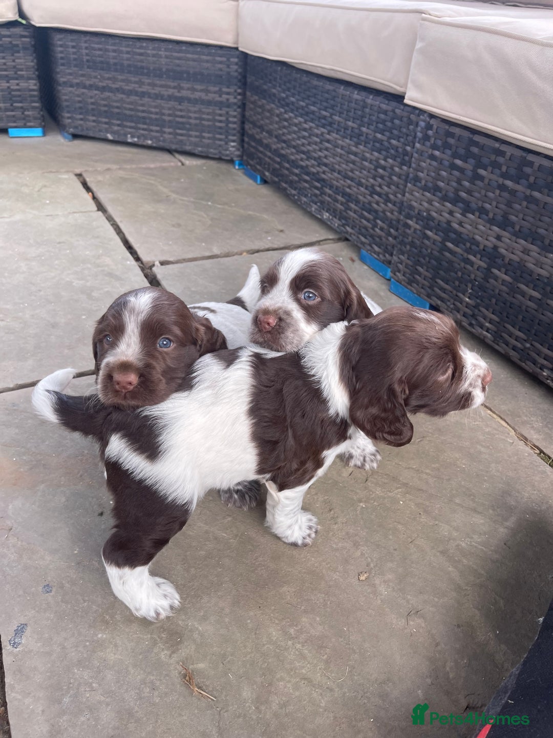 Sprocker dogs for sale: Sprocker Spaniel Puppies - Image 7