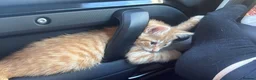 Mixed Breed cats for sale: * READY TO GO * LAST STUNNING GINGER GIRL LEFT*** - Advert 4