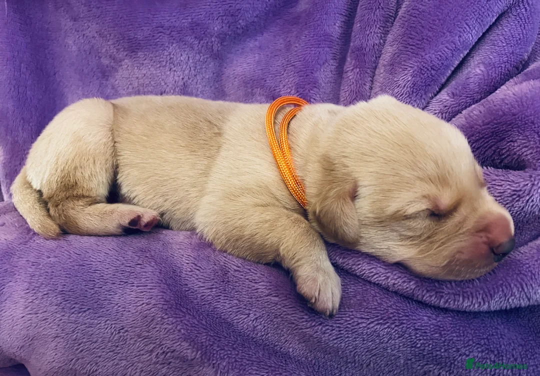 Labrador Retriever dogs for sale: Adorable Labrador/Retriever puppies. - Advert 7