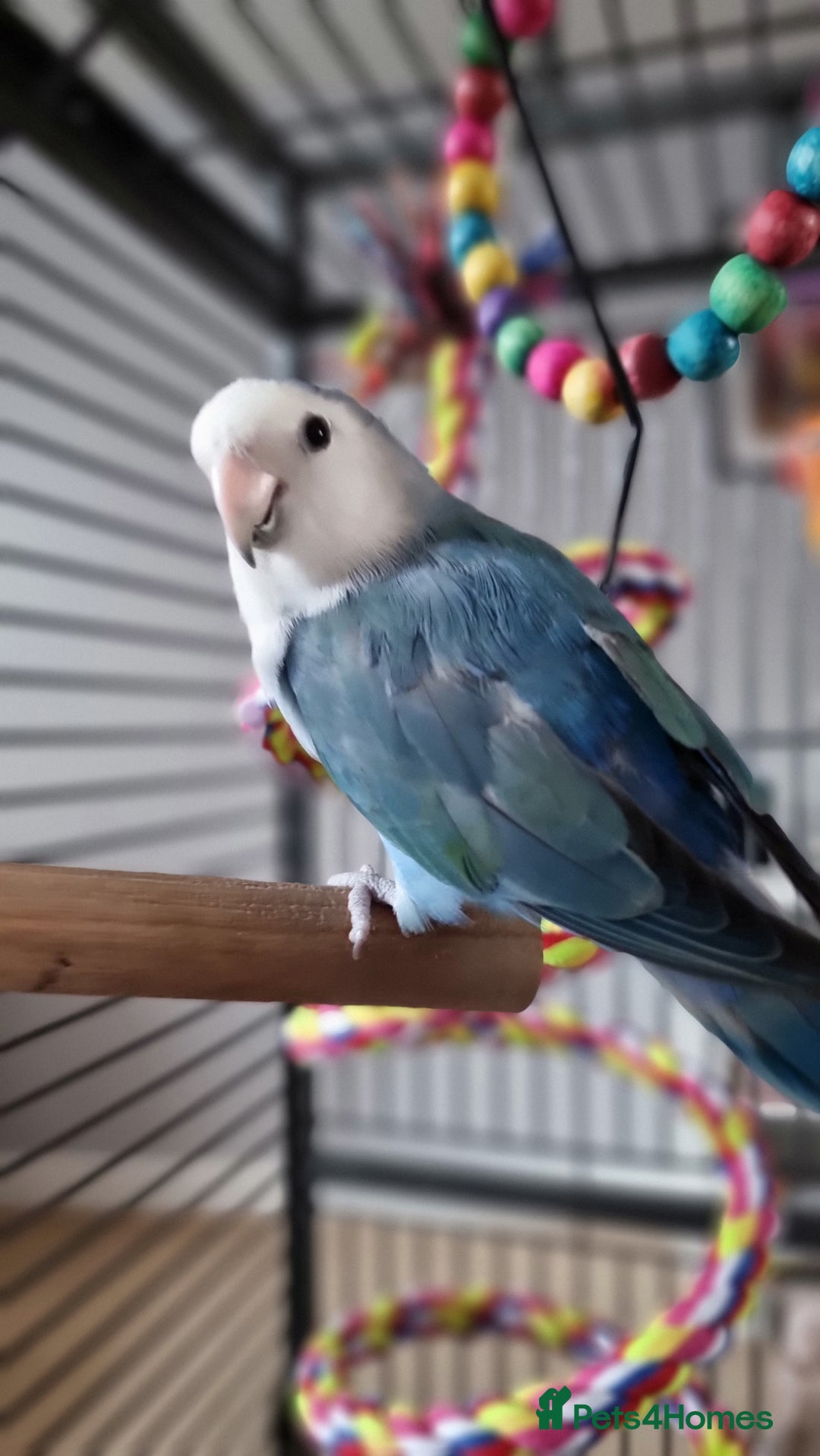 Lovebirds birds for sale: Lovebird pair for rehoming, free to good home - Image 2