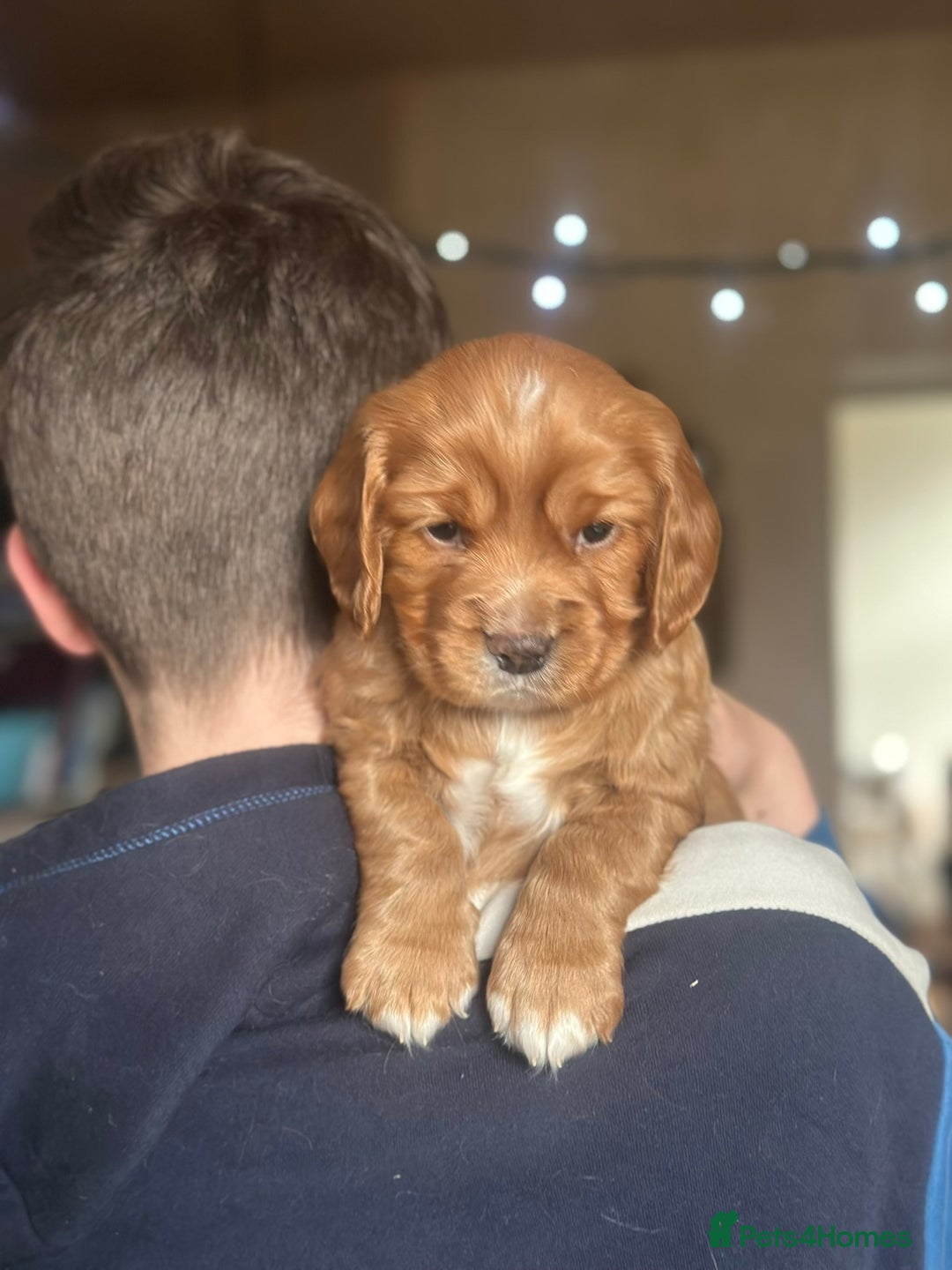Mixed Breed dogs for sale: Golden Red Cockalier Puppies 1x boy 1x girl  - Advert 18