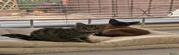 Bengal cats for sale: 6 month old kitten looking for a loving home  - Advert 3