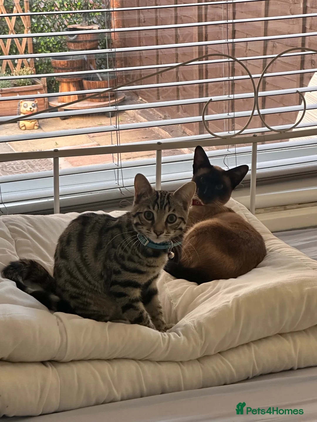 Bengal cats for sale: 6 month old kitten looking for a loving home  - Advert 3