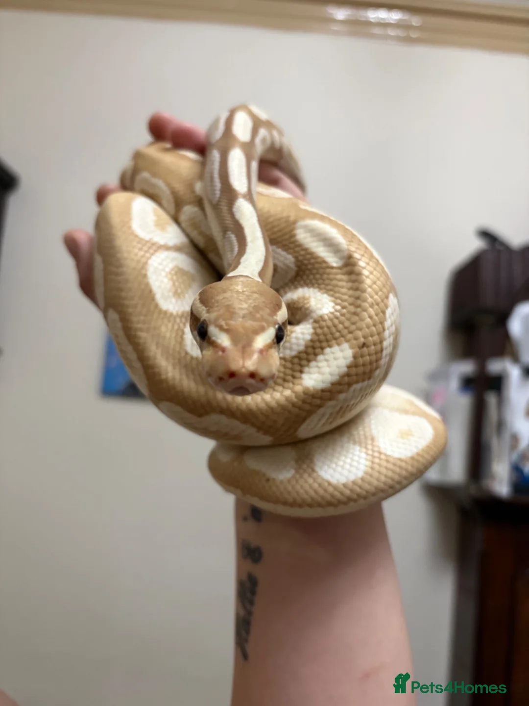 Mixed Breed reptiles for sale: Rescue/Rehome and Rehabilitation - Advert 2