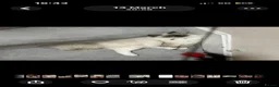 Ragdoll cats for sale: Blue Linx bi colour Ragdoll boy  - Advert 13