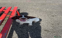 Cocker Spaniel dogs for sale: White and liver cocker spaniel  - Advert 4