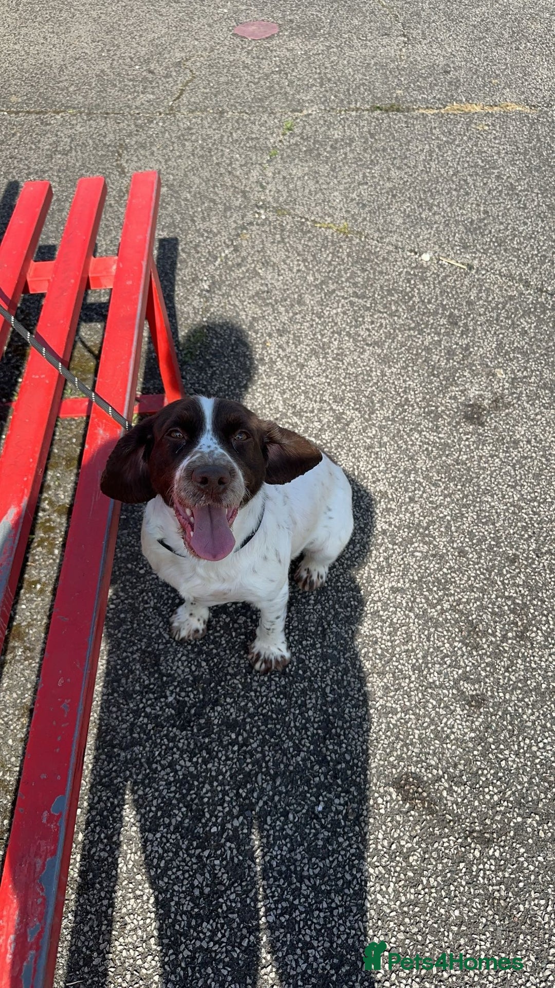 Cocker Spaniel dogs for sale: White and liver cocker spaniel  - Advert 4