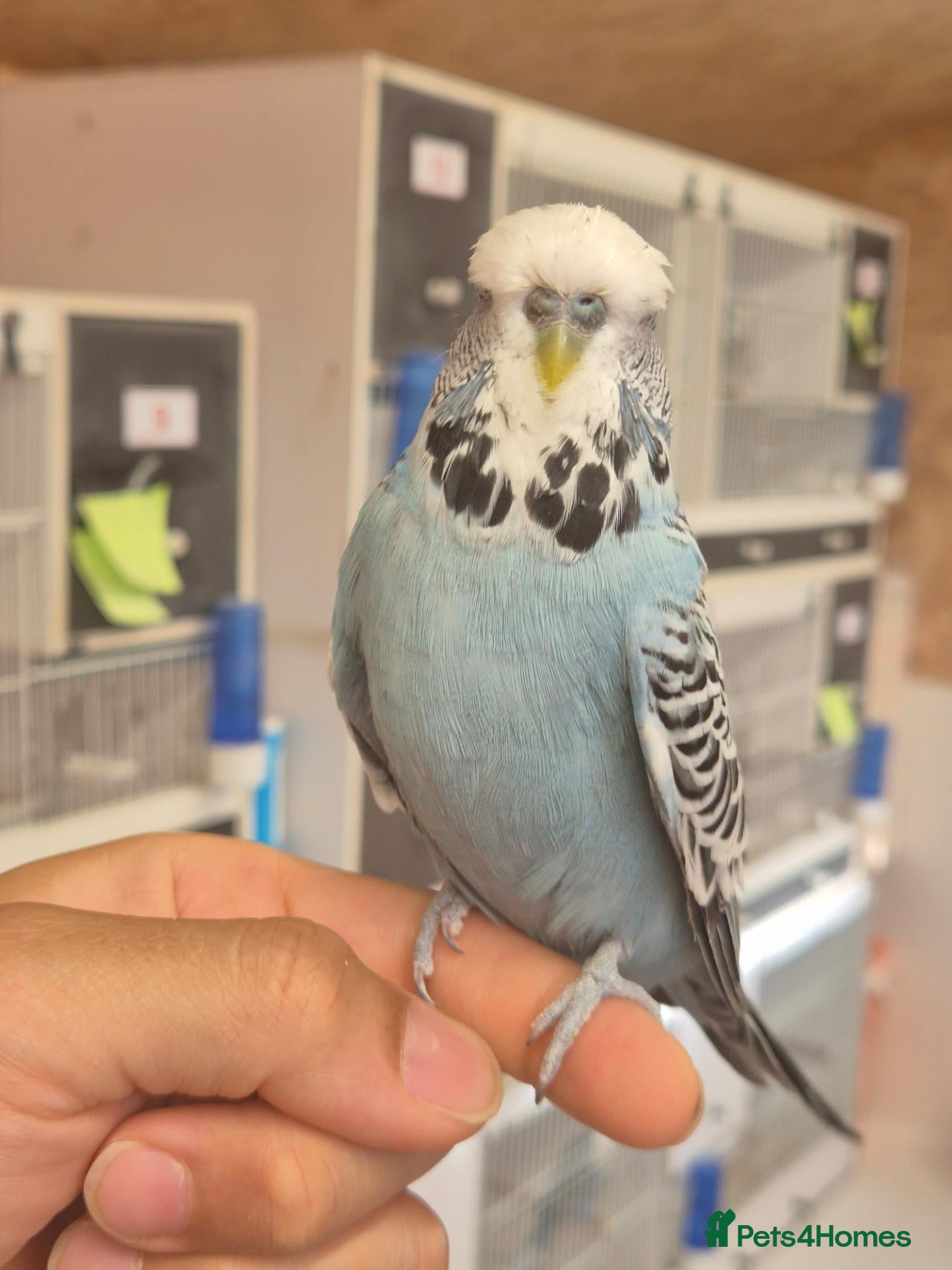 Budgerigars birds Tamed cock  - Advert 1