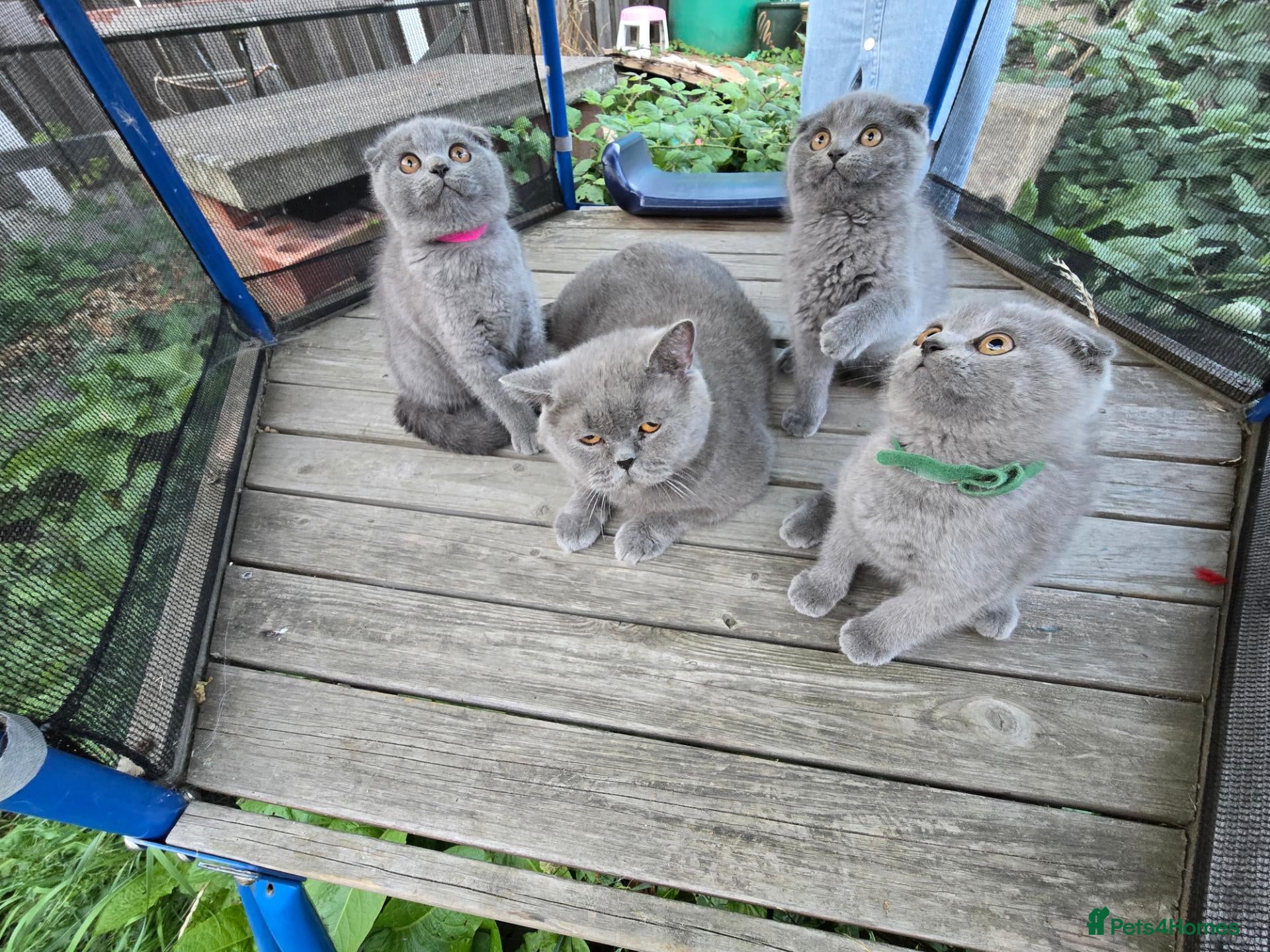 Scottish Fold cats scottish fold blue  - Advert 2