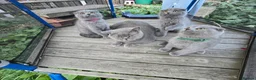 Scottish Fold cats for sale: scottish fold blue  - Advert 2