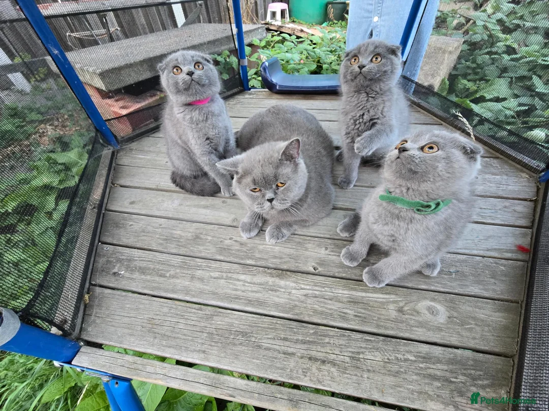 Scottish Fold cats for sale: scottish fold blue  - Advert 2