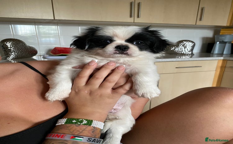 Pekingese dogs - Advert 3