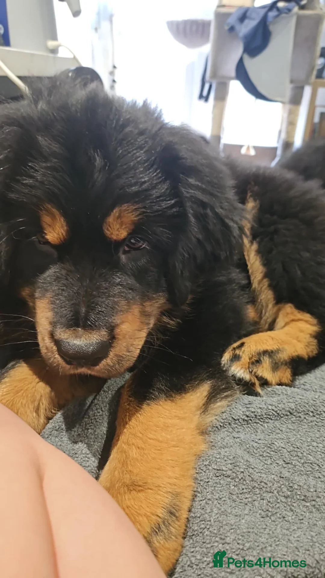 Tibetan Mastiff dogs for sale: Tibetan mastiff pupps - Advert 3