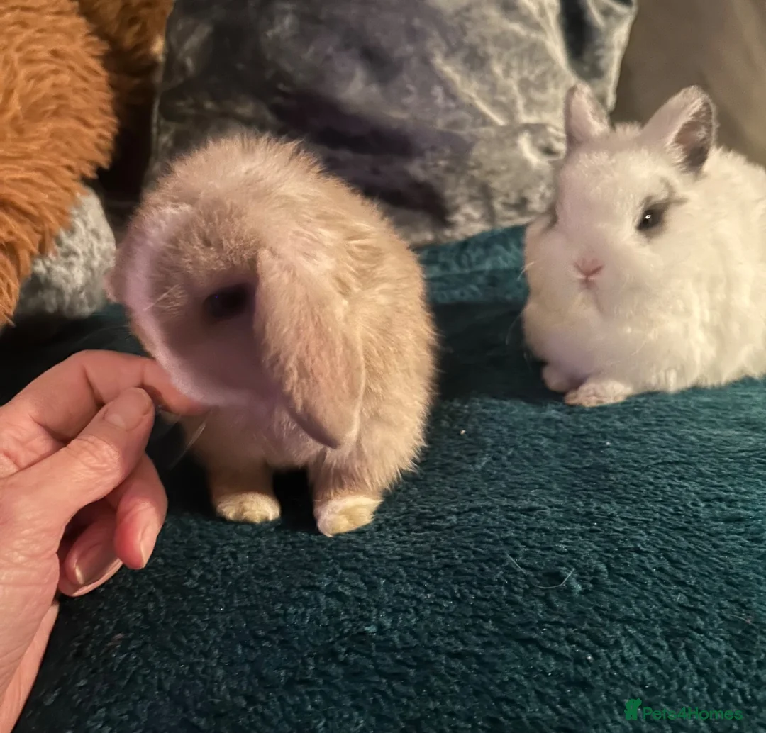 Mini Lop rabbits for sale: Stunning mini lop babies - fabulous temperaments  - Advert 16