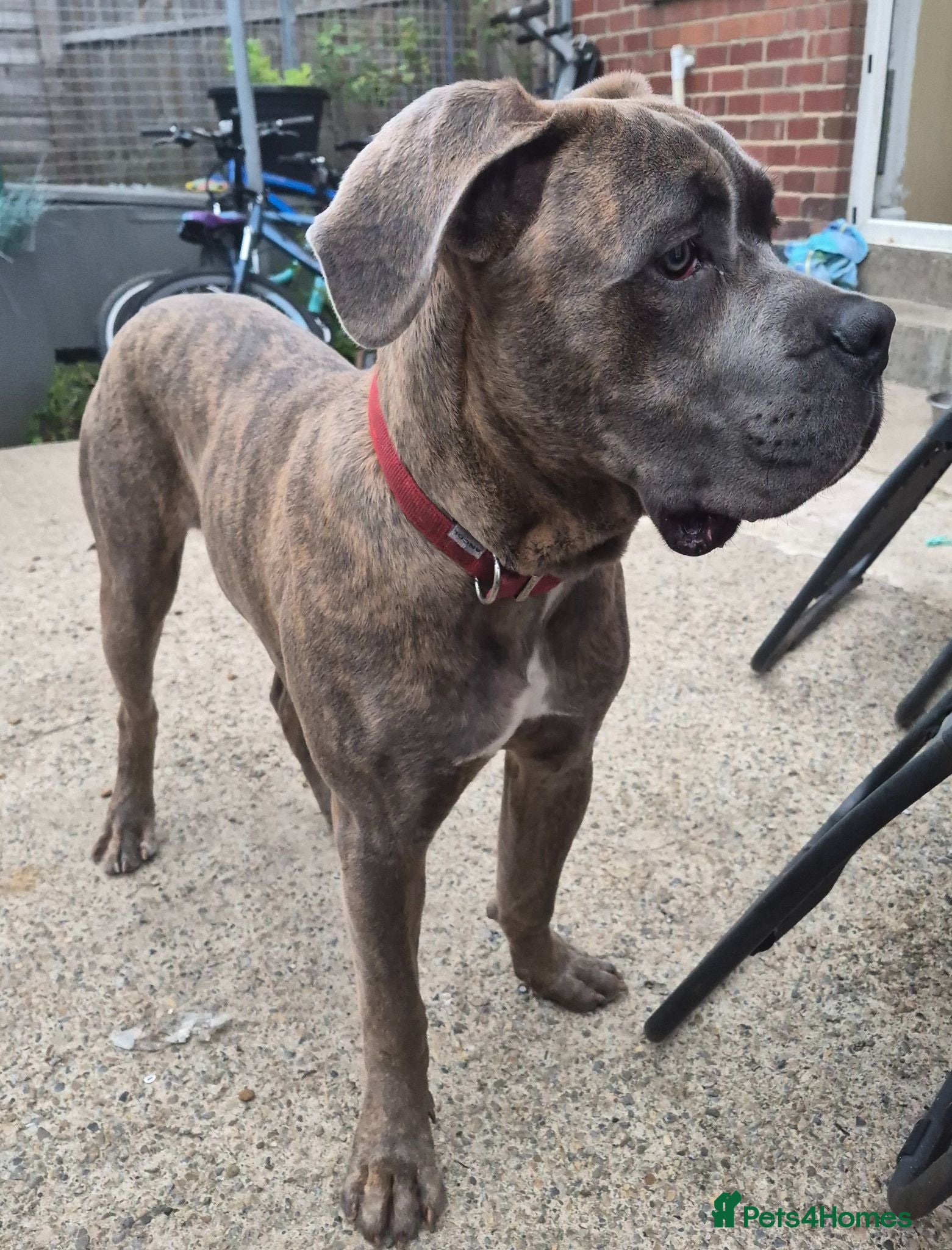 Cane Corso dogs 7 month old male  - Advert 7