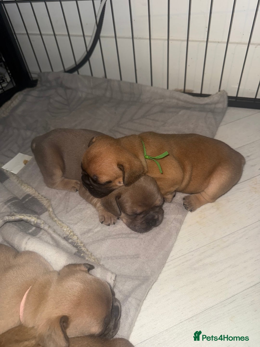 French Bulldog dogs for sale: French Bulldog puppies - Advert 2