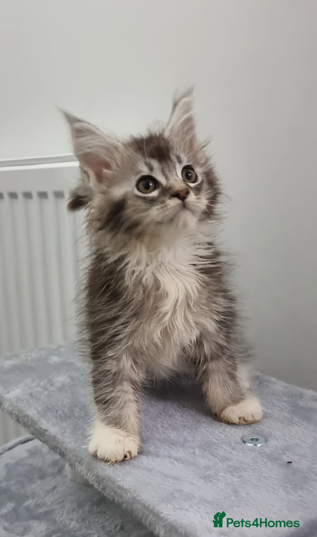 Maine Coon cats for sale: GCCF registered pedigree Maine Coon Kittens  - Advert 40