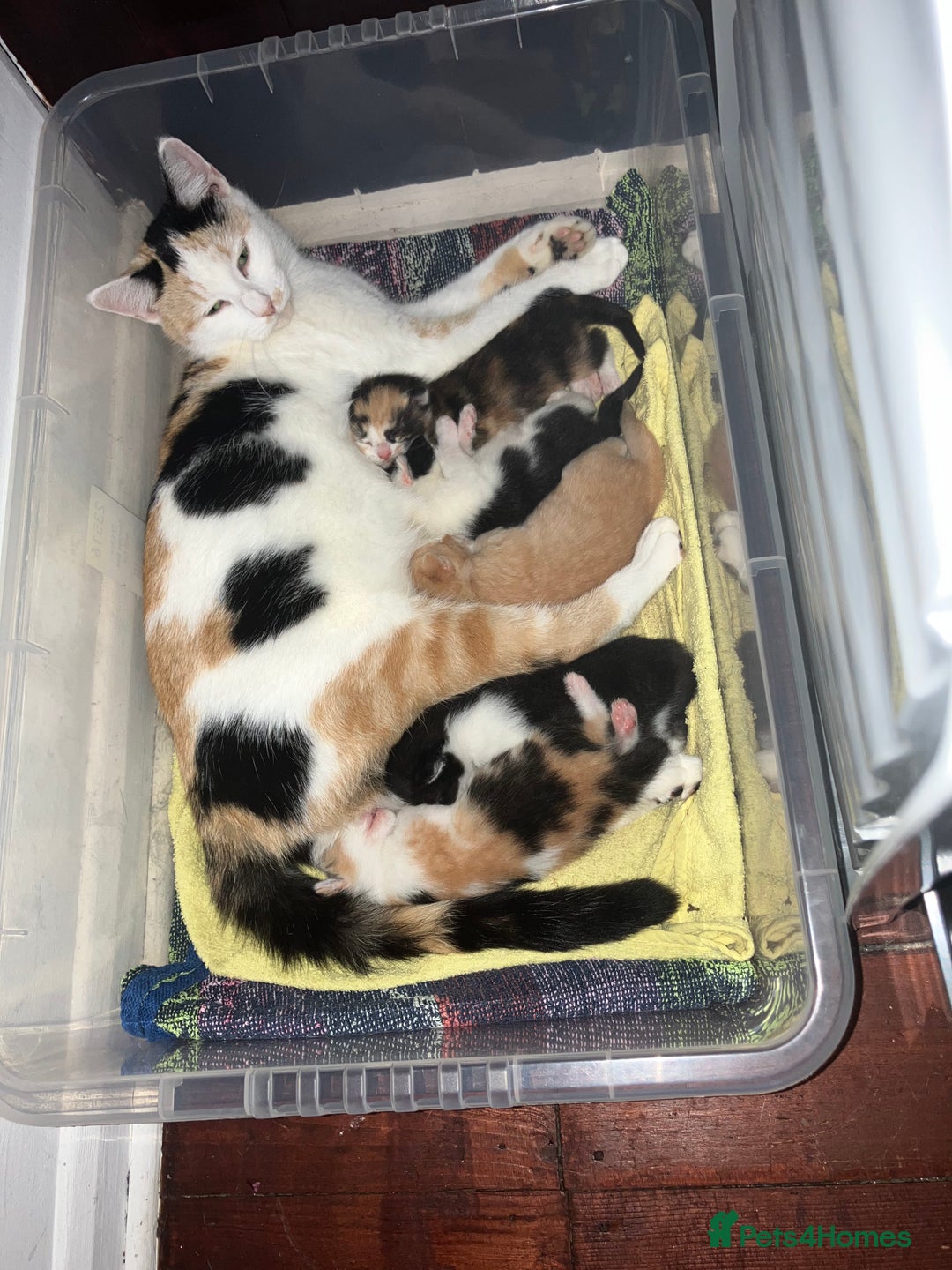 Mixed Breed cats for sale: 5 gorgeous kittens - Image 15