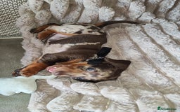 Miniature Dachshund dogs for sale: Miniature Dachshund 1 female left  - Image 15