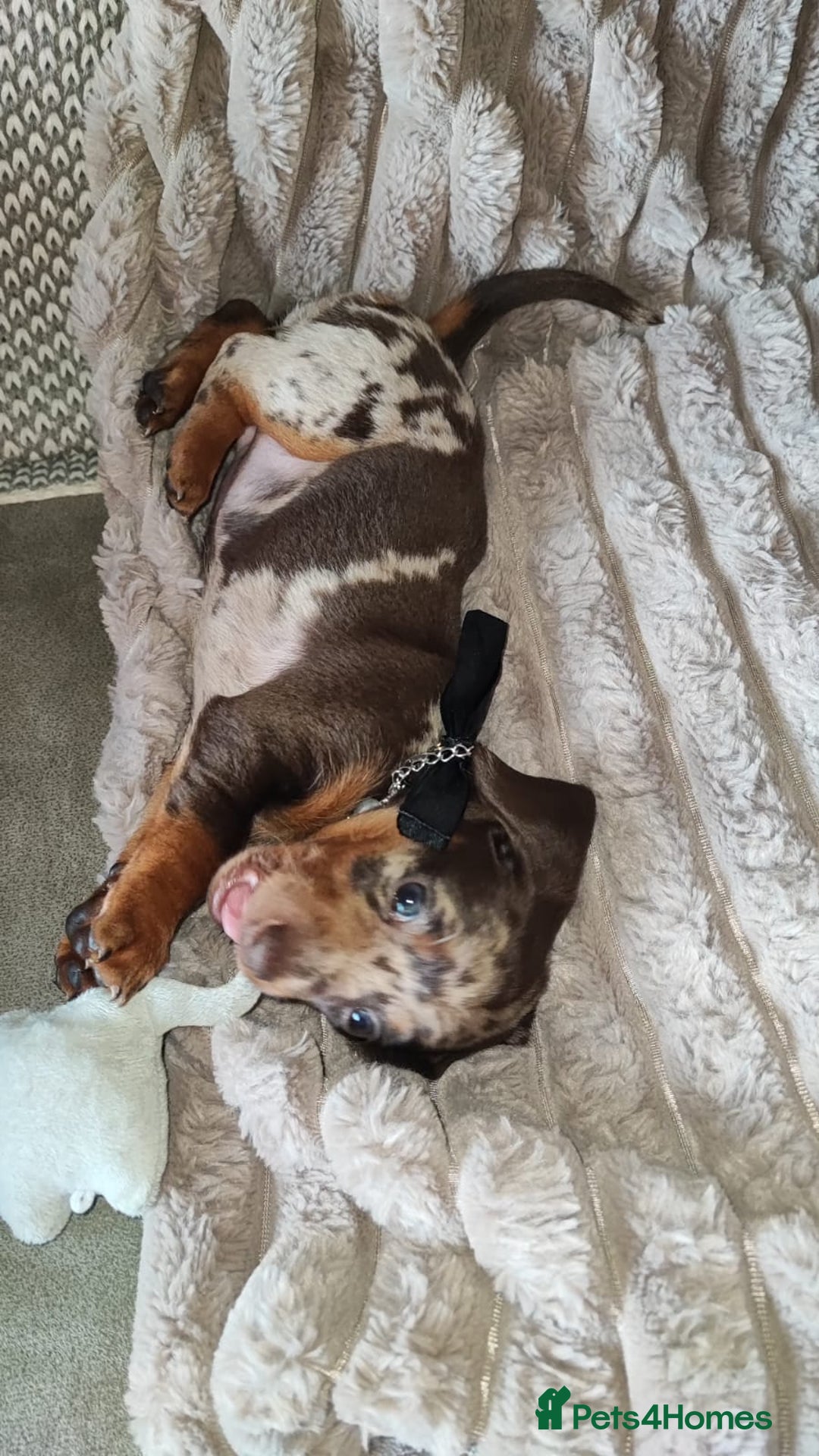 Miniature Dachshund dogs for sale: Miniature Dachshund 1 female left  - Image 15