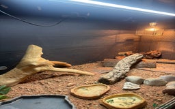 Bearded Dragon reptiles for sale: Bearded Dragon with full Vivarium set up  - Image 4