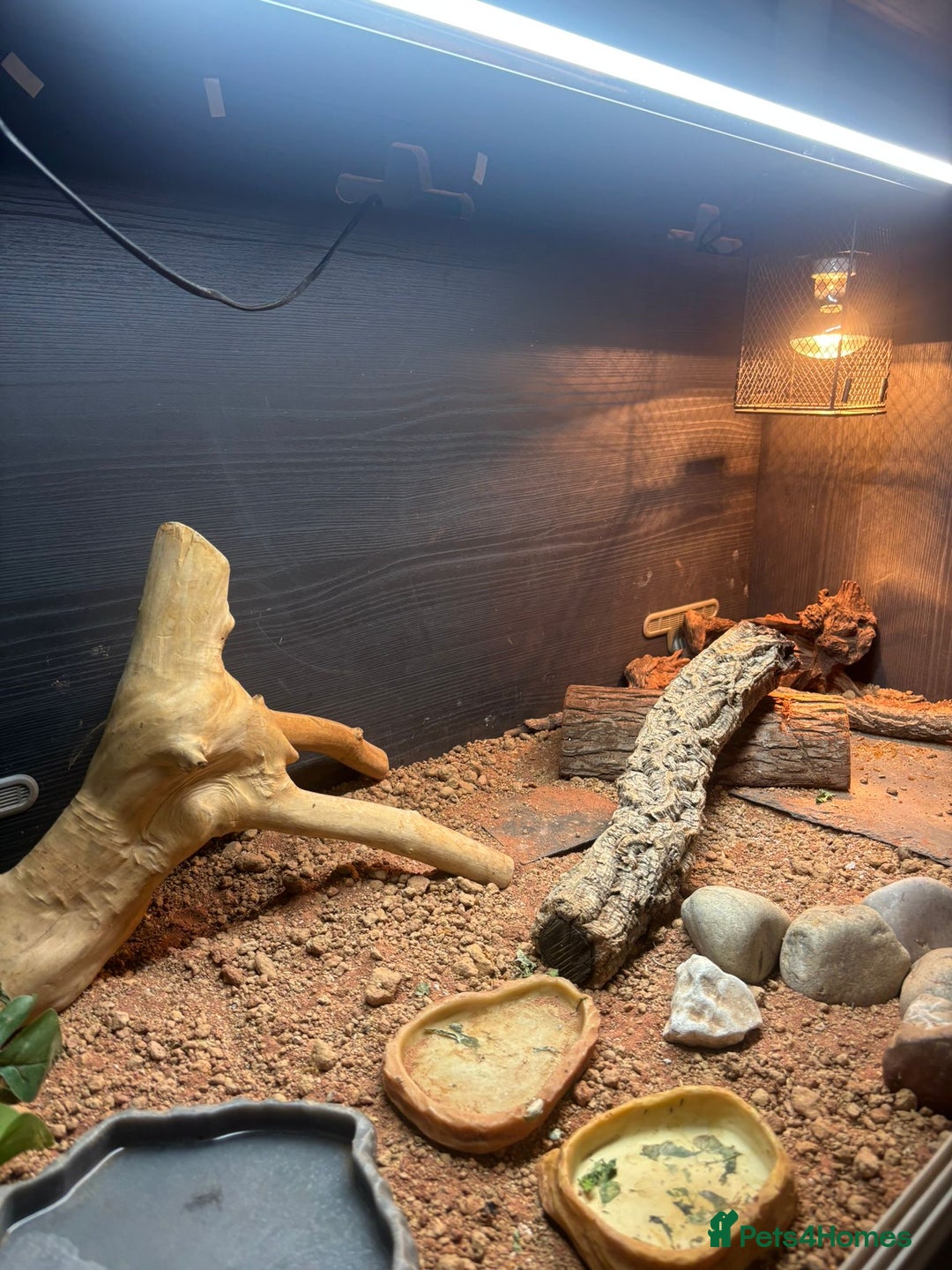 Bearded Dragon reptiles for sale: Bearded Dragon with full Vivarium set up  - Image 4