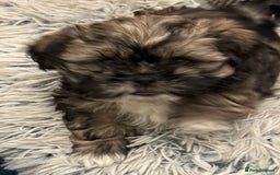 Shih Tzu dogs for sale: 2 beautiful puppies 1boy and 1 girl  - Image 1