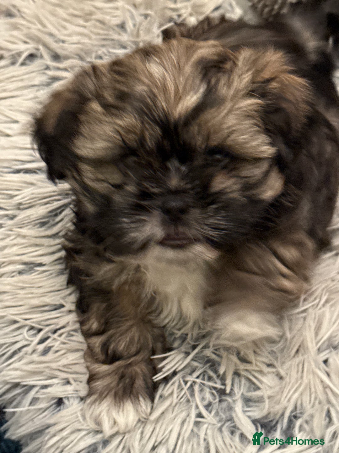 Shih Tzu dogs for sale: 2 beautiful puppies 1boy and 1 girl  - Image 1