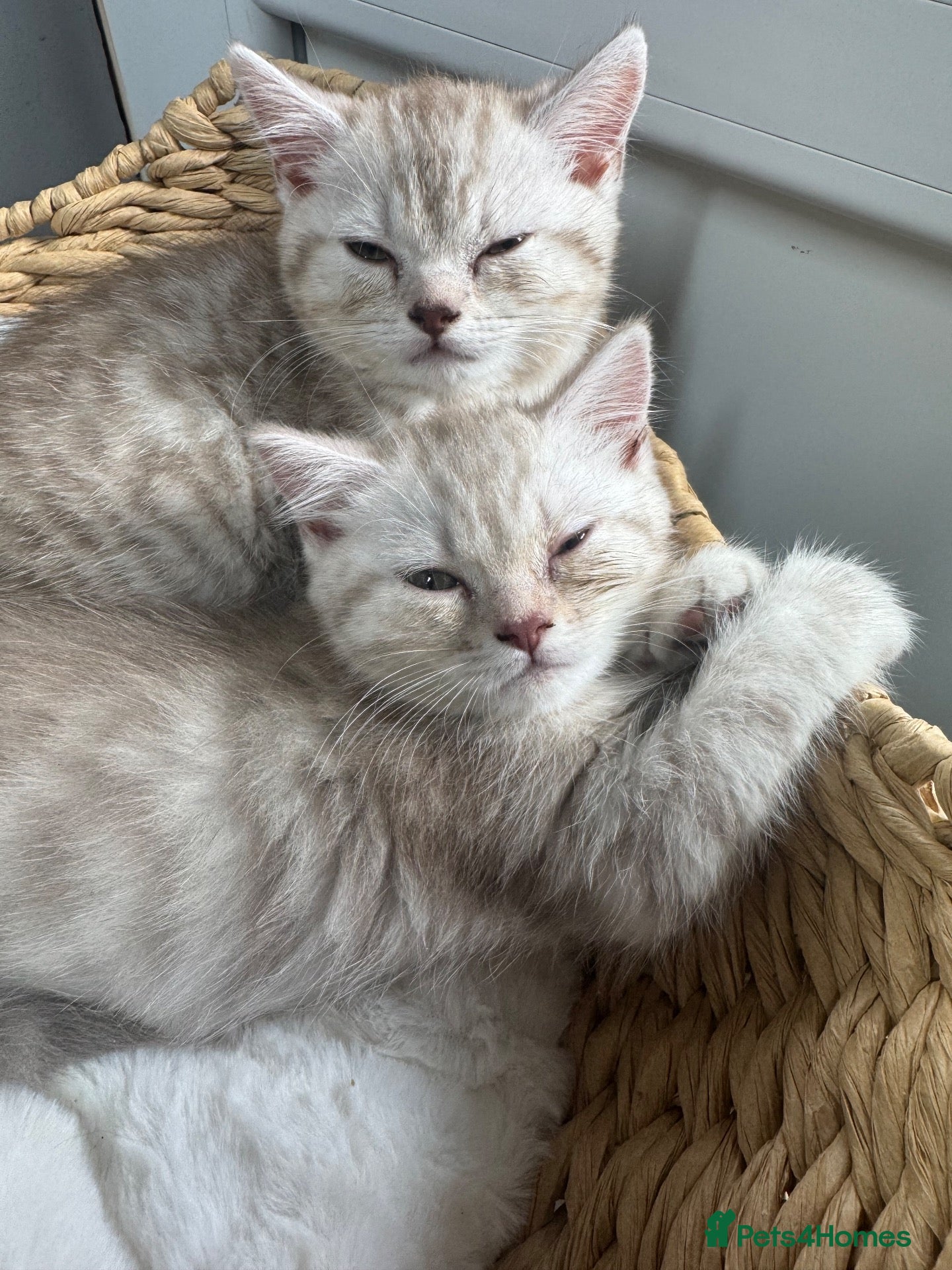 Mixed Breed cats British shorthair x Persian  - Advert 1
