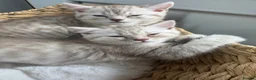 Mixed Breed cats for sale: British shorthair x Persian  - Advert 2