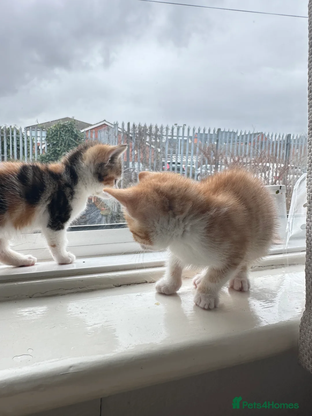 Mixed Breed cats for sale: Kitten and mother cat for sale individually  in Oldham - Advert 1