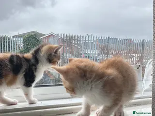 Mixed Breed cats Kitten and mother cat for sale individually in Oldham - Advert 2