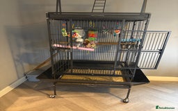 Parrots birds for sale: 3 year old African grey - Image 3