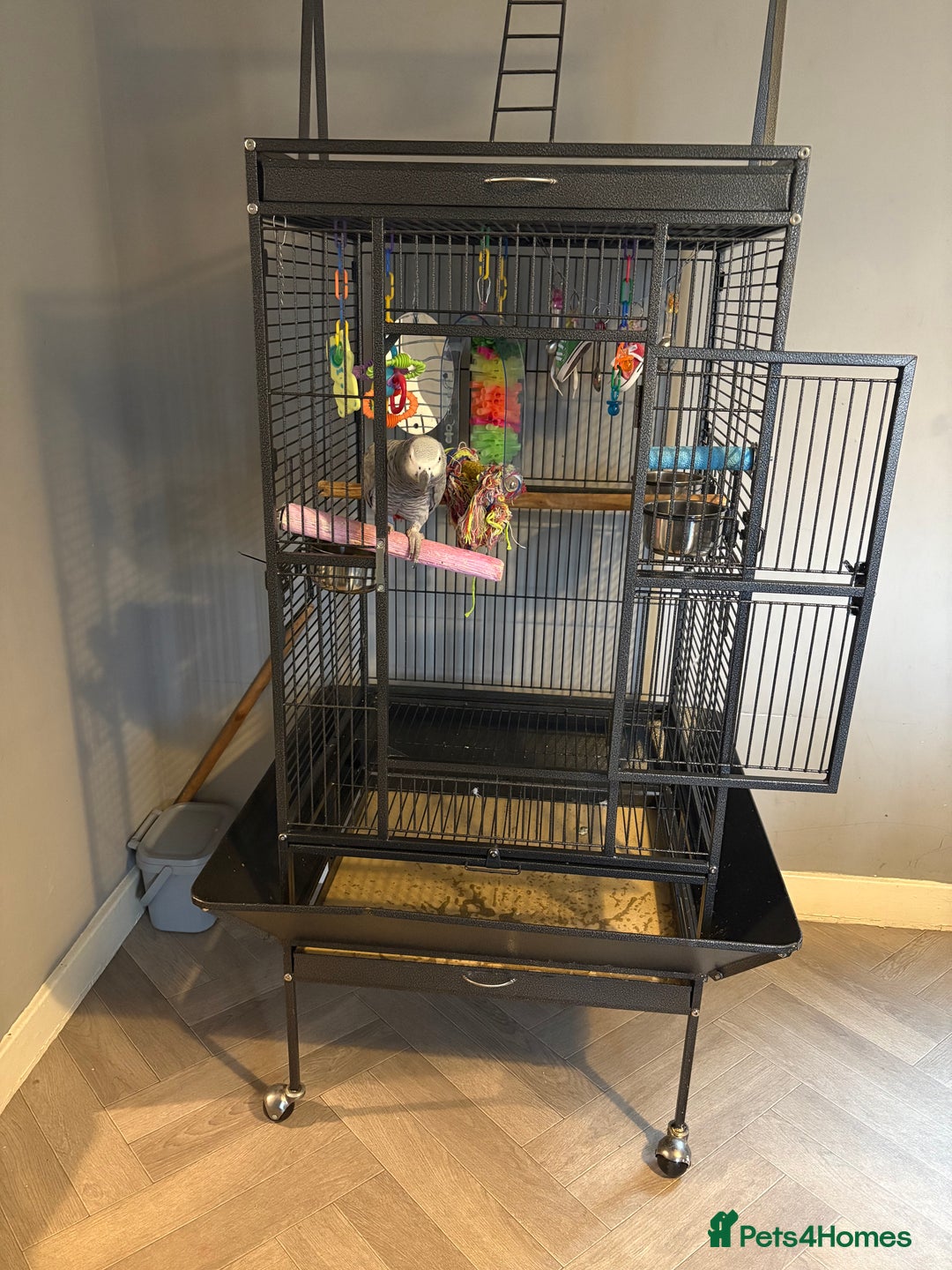 Parrots birds for sale: 3 year old African grey - Image 3