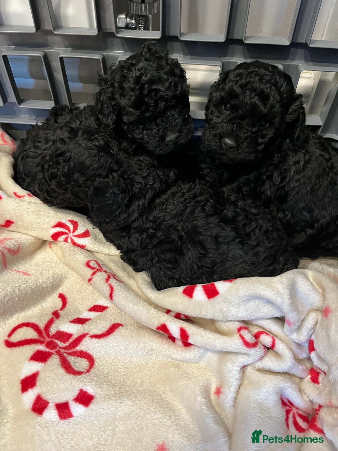 Miniature Poodle dogs for sale: I have 3 black beautiful miniature poodles - Advert 6