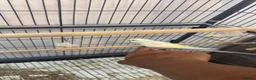 Budgerigars birds for sale: Hand tamed rainbow clearwing budgies  - Advert 2