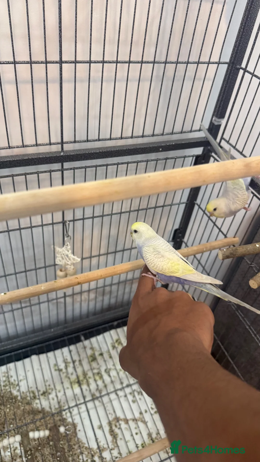 Budgerigars birds for sale: Hand tamed rainbow clearwing budgies  - Advert 2