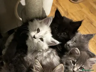 Maine Coon cats Beautiful Mainecoon’s available - Advert 14