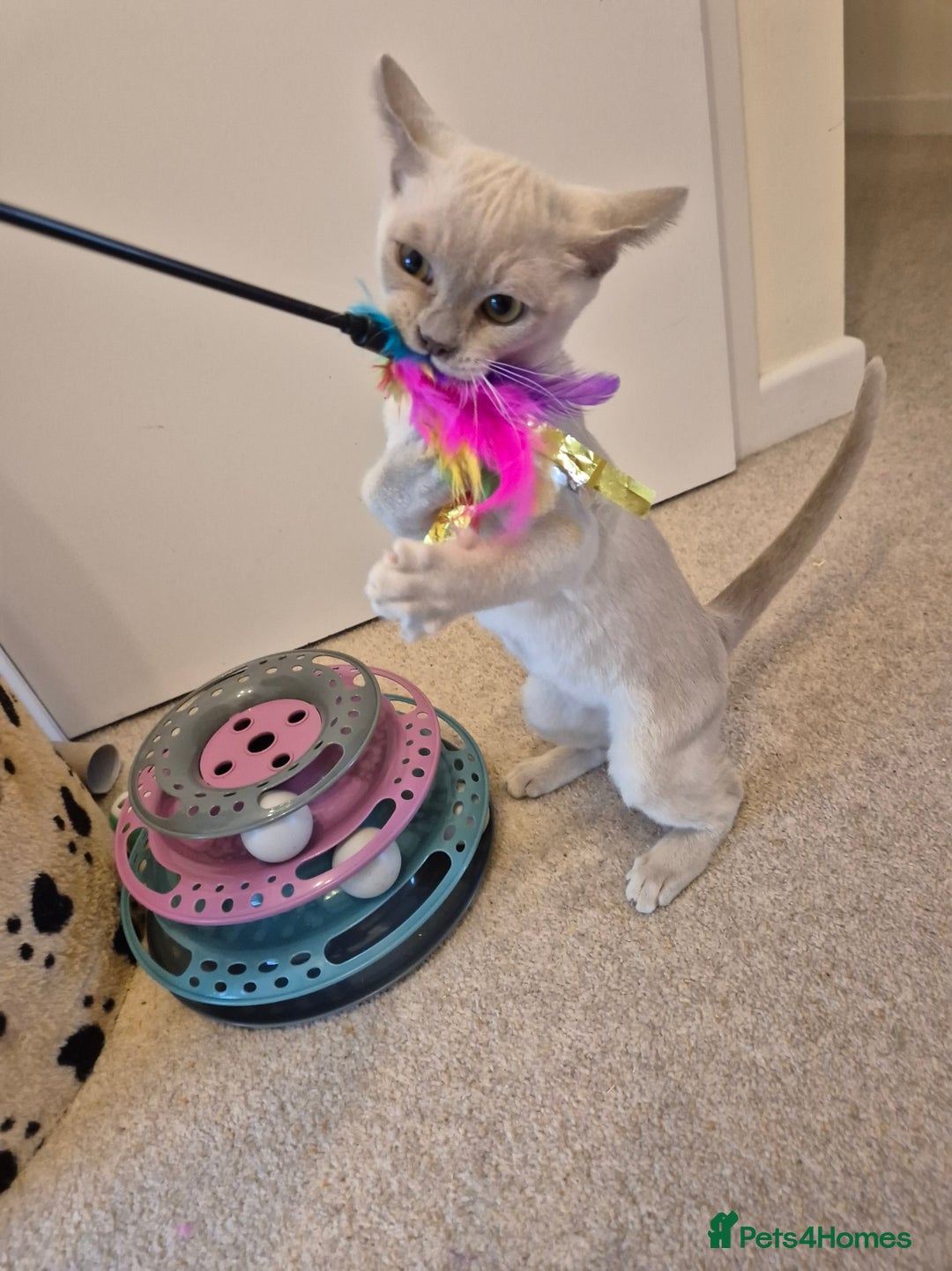 Burmese cats for sale: Beautiful Pedigree Burmese Kittens - Image 12